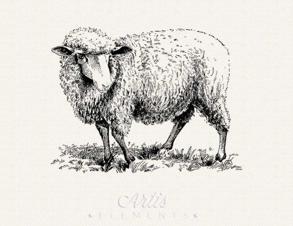 Раскраски для девочек барашек