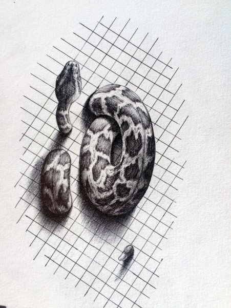 Змея чёрной ручкой