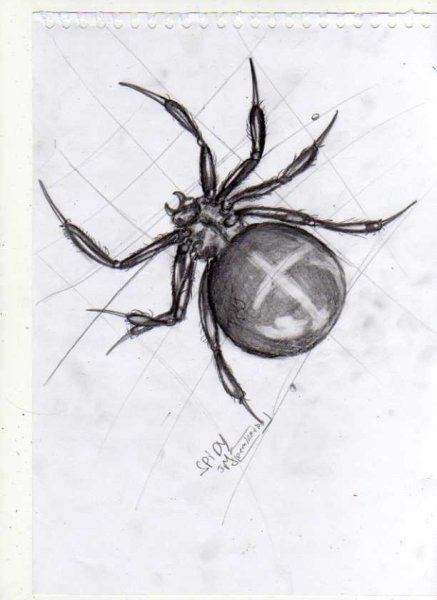 Нарисовать паука