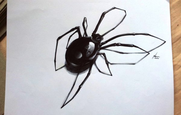 Рисунки пауков для срисовки