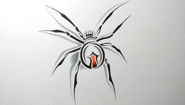 Зарисовки пауков