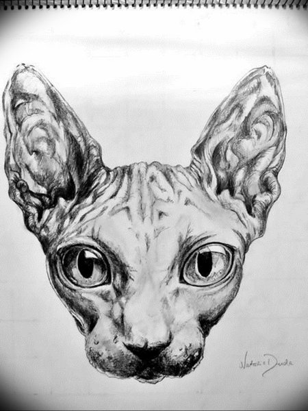 Сфинкс Графика