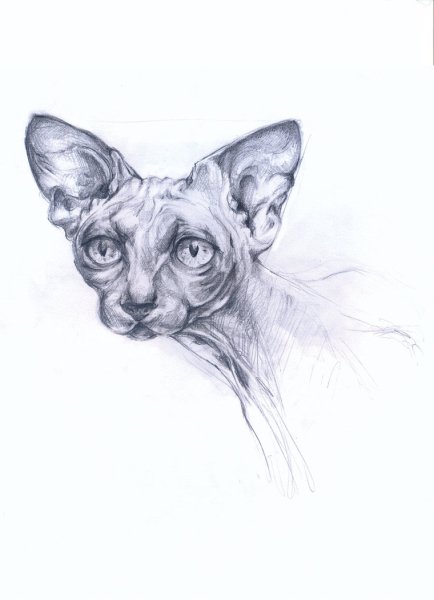 Канадский сфинкс рисунок