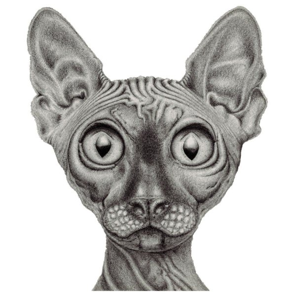 Сфинкс рисунок карандашом