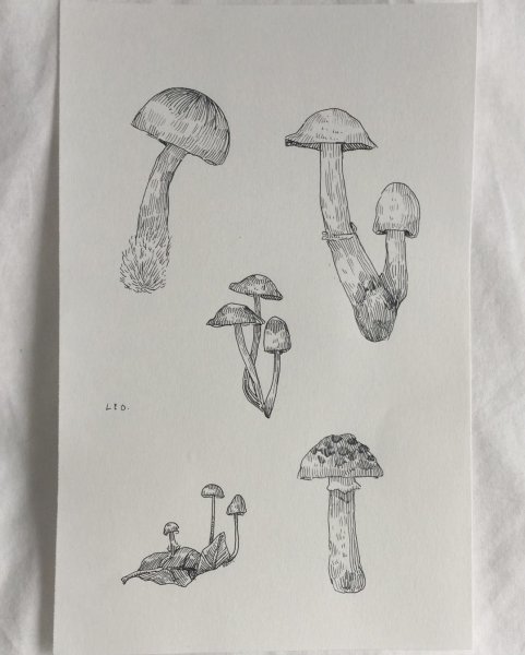 Рисунки грибов карандашом