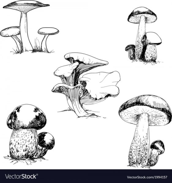 Опята рисунок