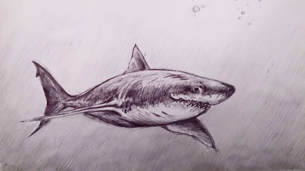 Акула карандашом