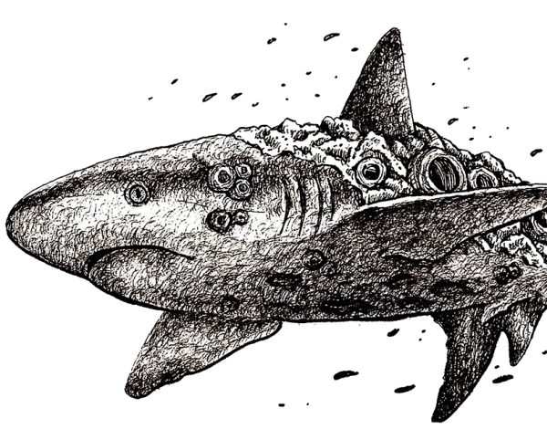 Ручка акула