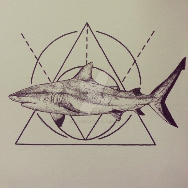 Тату акула эскиз