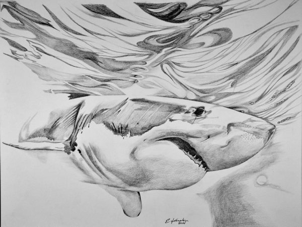 Акула простым карандашом