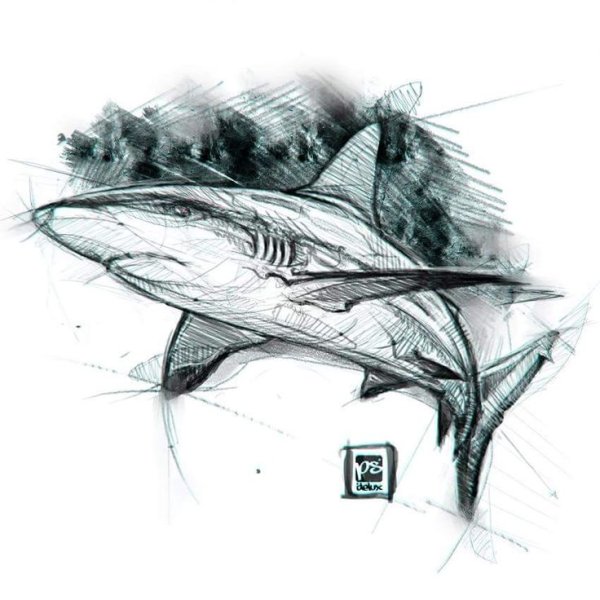 Акула Графика