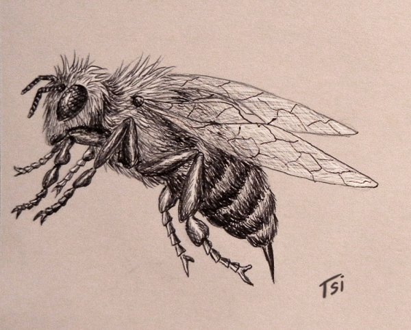 Пчела рисунки ручкой шариковой