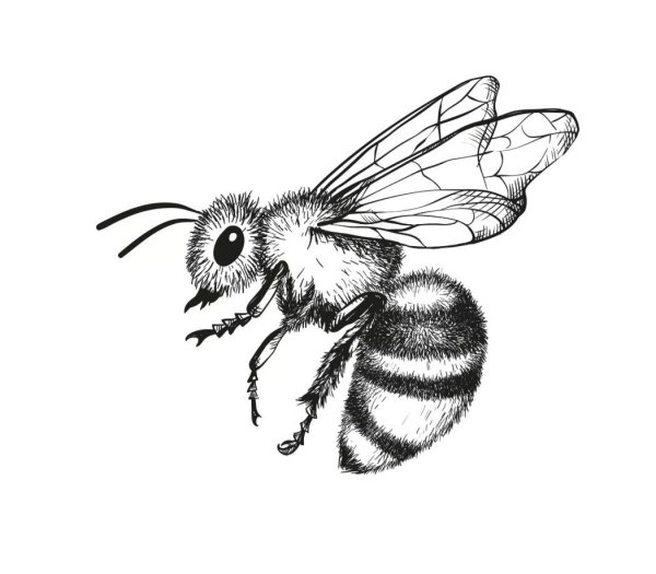 Пчела эскиз