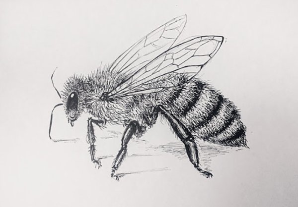 Зарисовки насекомых