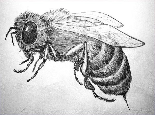Пчела штрихованная