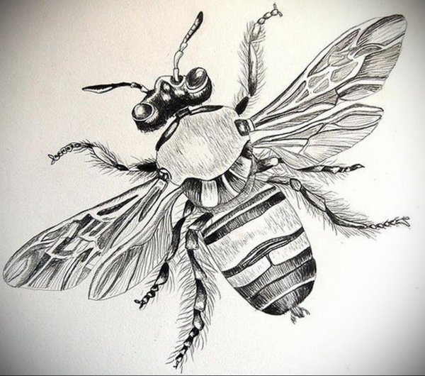 Зарисовки насекомых гелевой ручкой