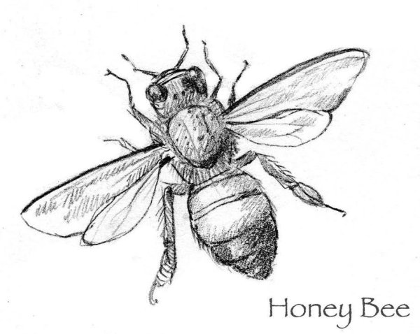 Пчела зарисовка карандашом