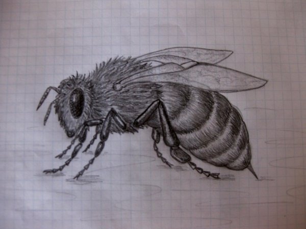 Нарисовать пчелу карандашом