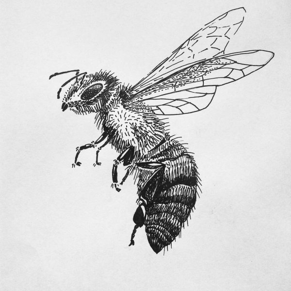 Пчела гравюра