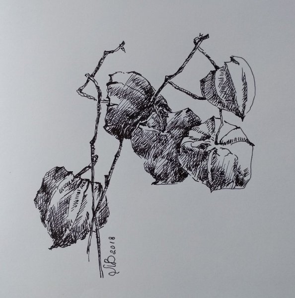 Физалис скетч