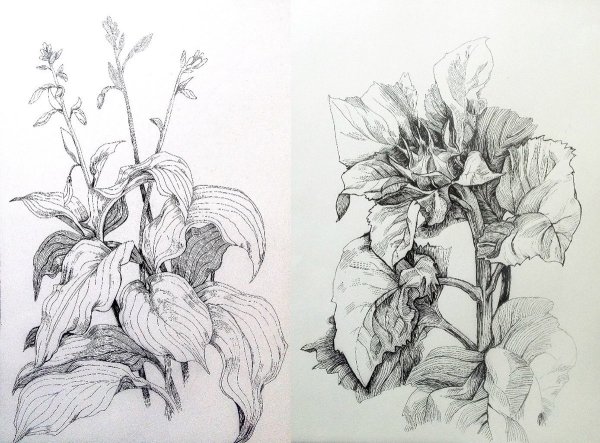 Пленэрные зарисовки лопуха