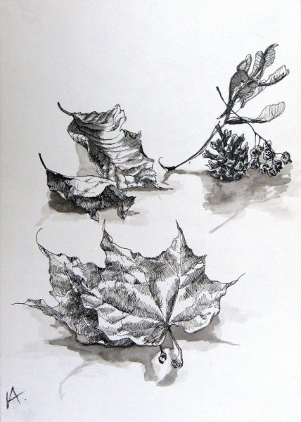 Зарисовки листьев