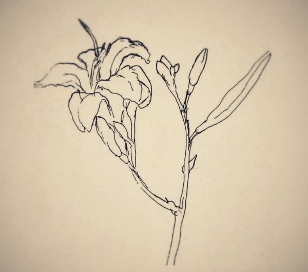 Линейные зарисовки цветов