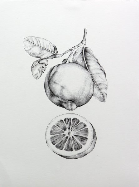 Зарисовки овощей и фруктов карандашом