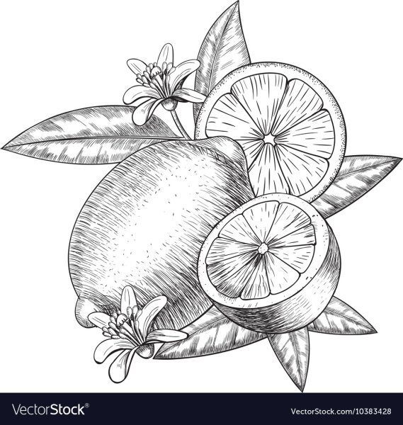 Цитрусовые скетчи