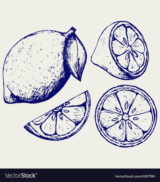 Лимон в разрезе вектор