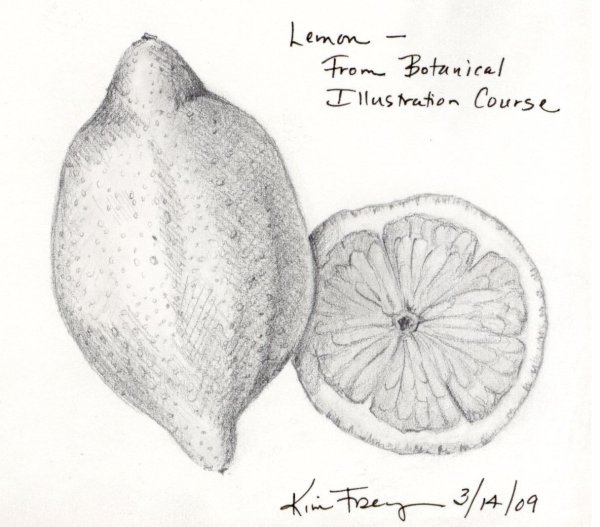 Лимон простым карандашом