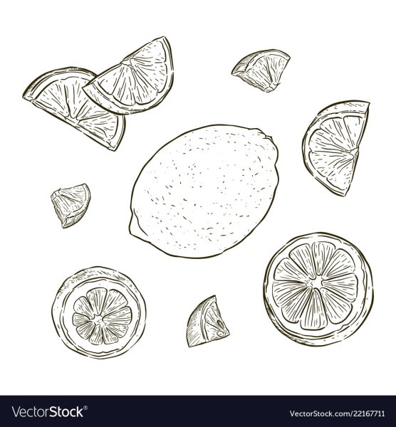 Скетч разрезанный лимон