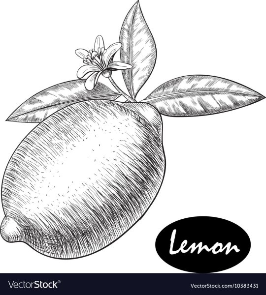 Лимон Графика карандашом