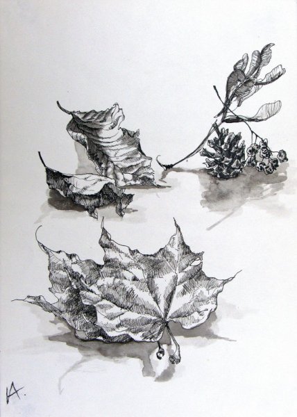 Зарисовки листьев карандашом