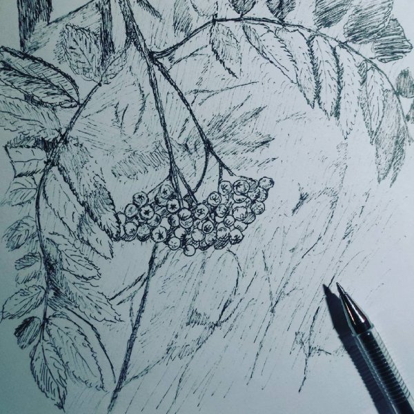 Ветки рябины для рисования карандаш