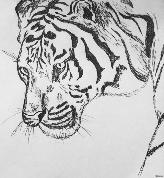 Уроки рисования тигра