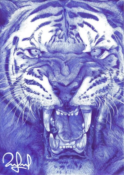 Тигр шариковой ручкой