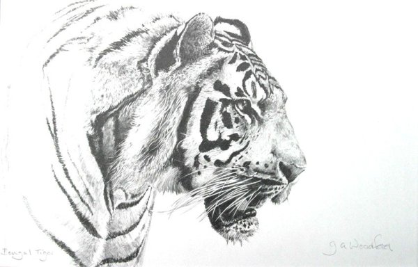 Профиль тигра эскиз