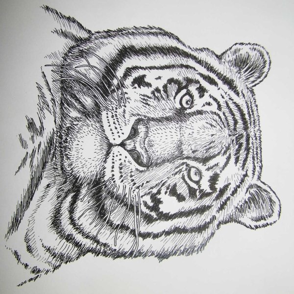 Тигр тушью