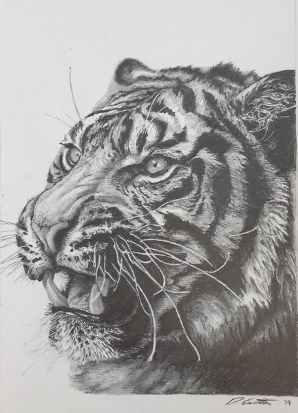 Тигр скетчинг