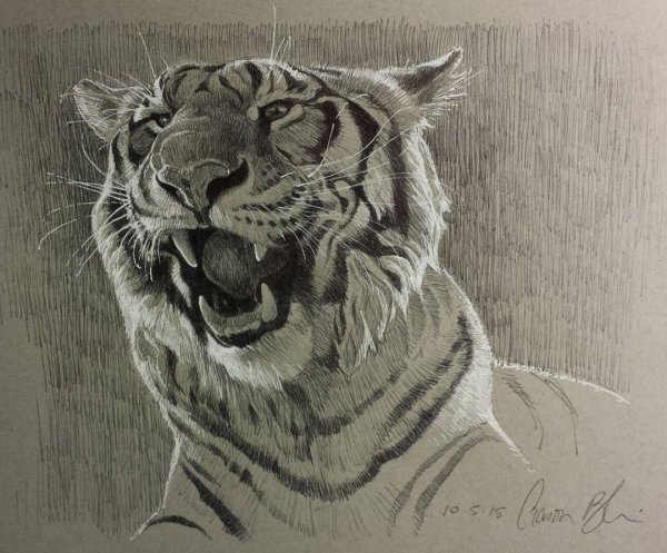 Рисунок карандашом тигр в тайге