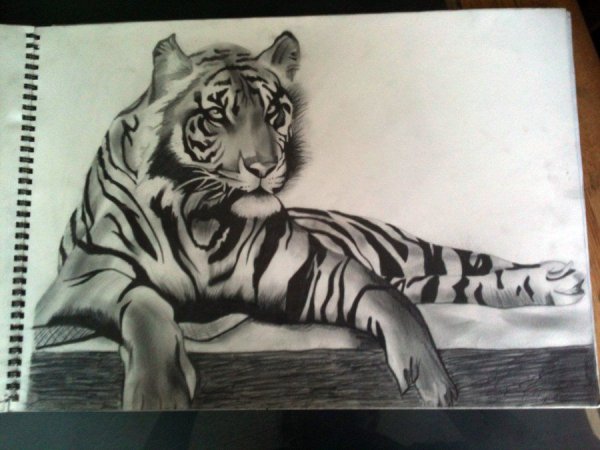 Тигр нарисованный ручкой