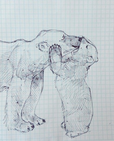 Медведь арт карандашом