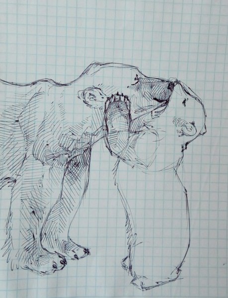 Рисунок медведя карандашом в профиль