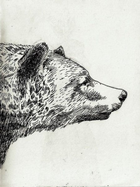 Медведь в профиль эскиз