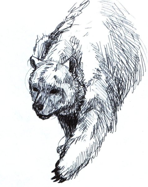 Медведь эскиз