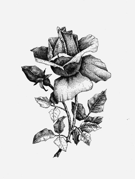 Зарисовки цветов ручкой