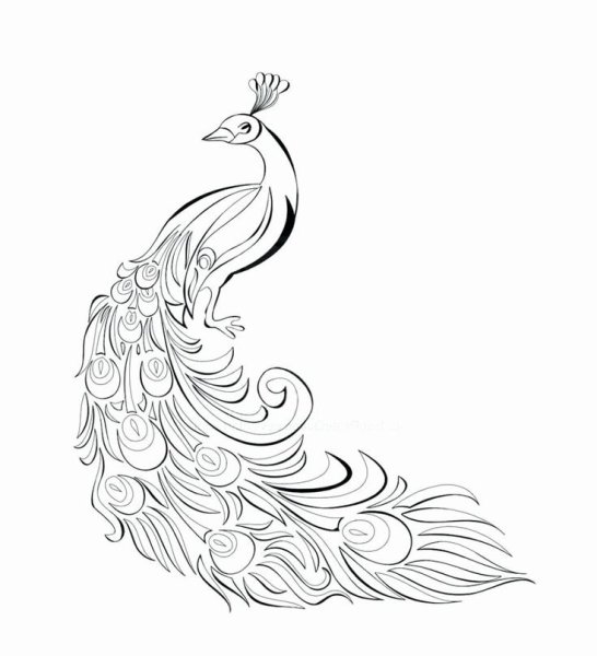 Сказочная птица Графика