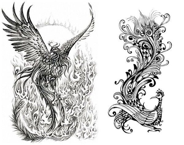 Жар птица черно белая