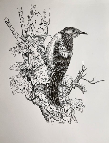 Графика тушью